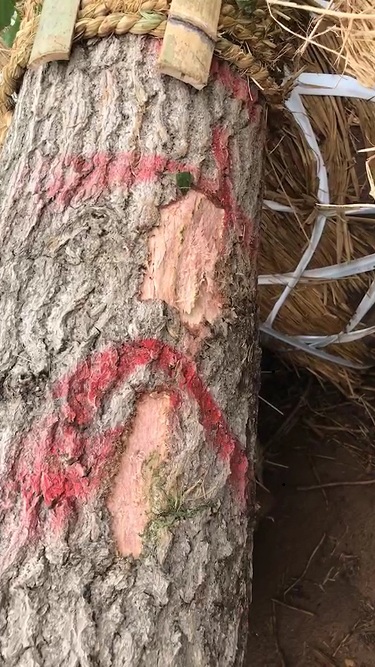 我们该如何处理银杏树剥皮呢？(图1)