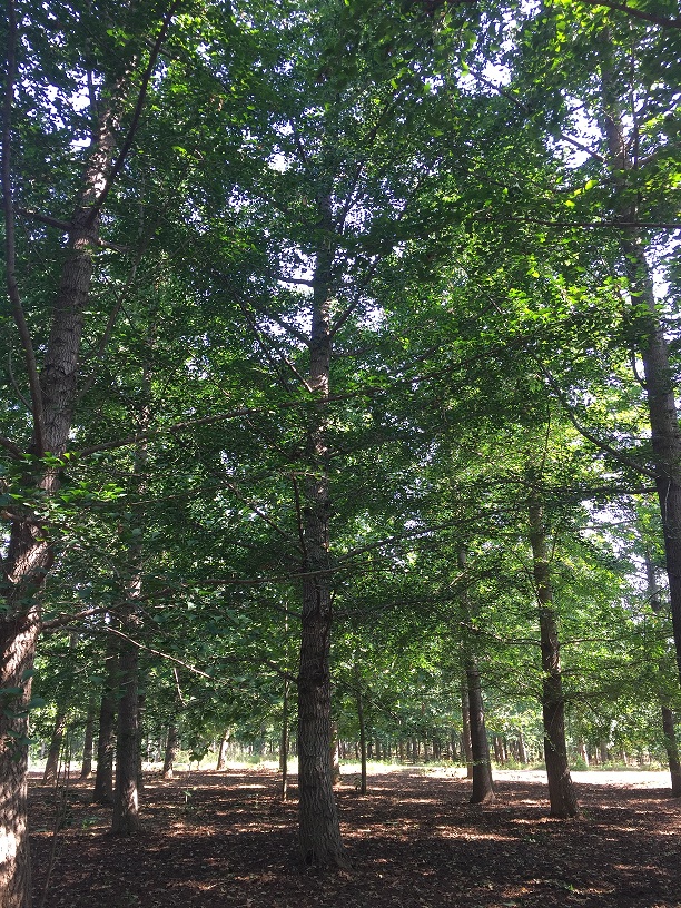 夏季银杏树的管理关键需要注意什么？(图3)