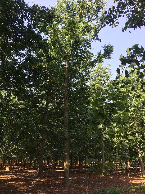 夏季银杏树的管理关键需要注意什么？(图2)